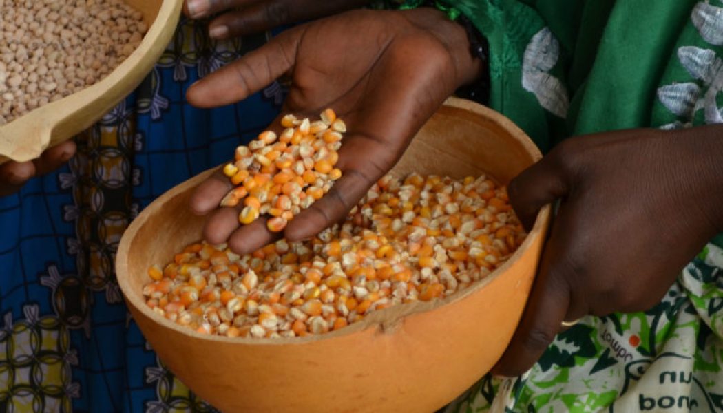 Peasant farmers: Don’t extend ban on exportation of grains