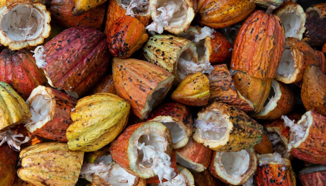 Low cocoa prices constitute a violation of human rights